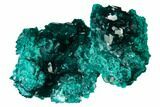 Gemmy Dioptase Crystal Cluster - Renéville Mine, Congo #168639-3